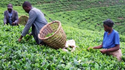 Agriculture commodities price today, May 27: Rice jumps 35.49% YTD while tea surges 21.26%