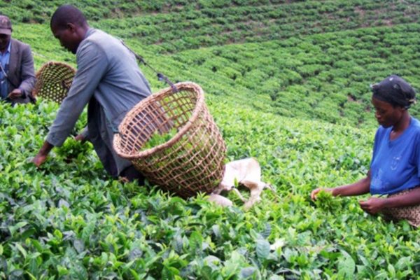 Agriculture commodities price today, May 27: Rice jumps 35.49% YTD while tea surges 21.26%