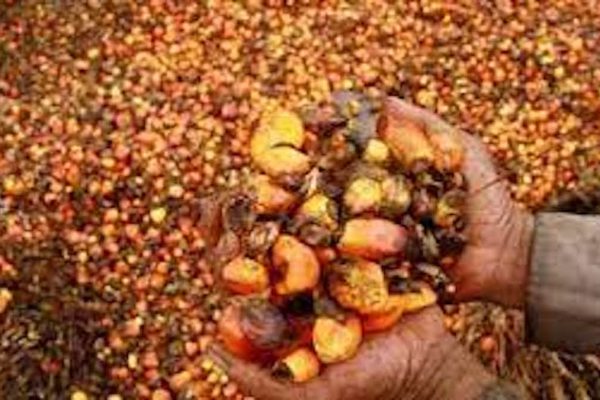 Indian Edible Oil Prices