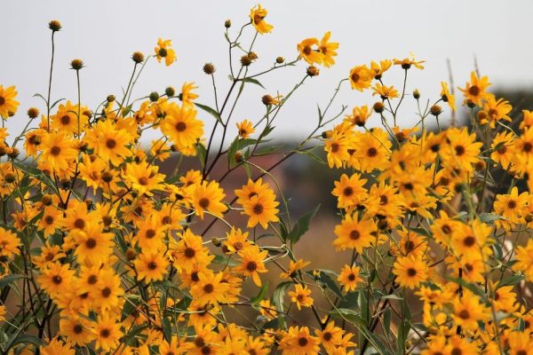 Arnica is an effective anti-inflammatory and you can frequently find them as an active ingredient in face masks and eye treatment creams.