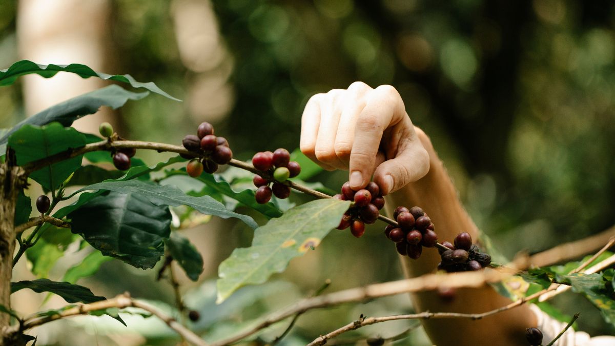 Is COFFEE BERRY really helpful for the skin?