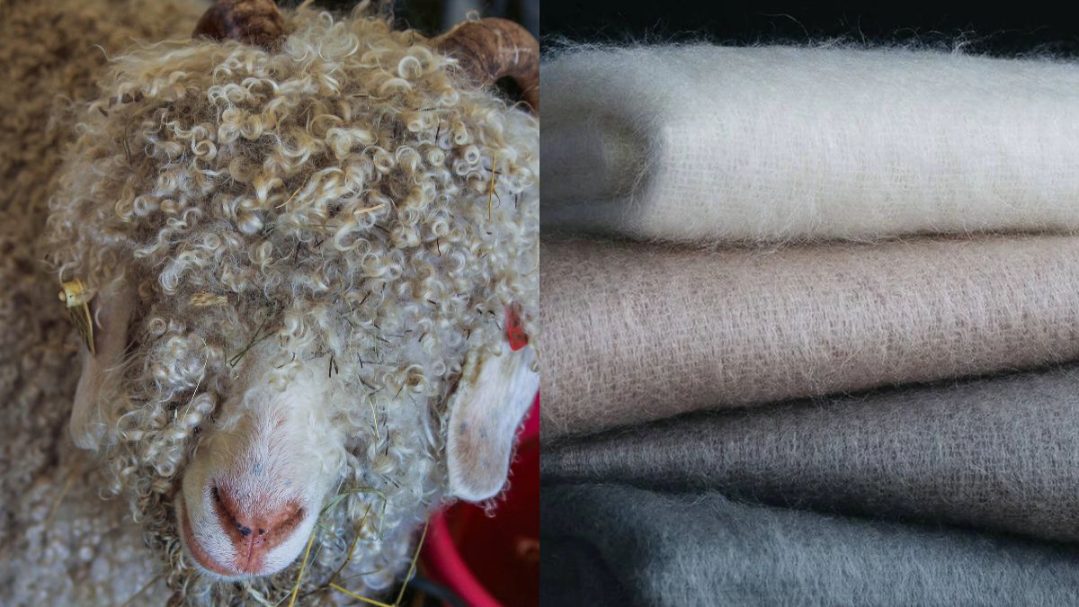What is Mohair and how is it fashionable?