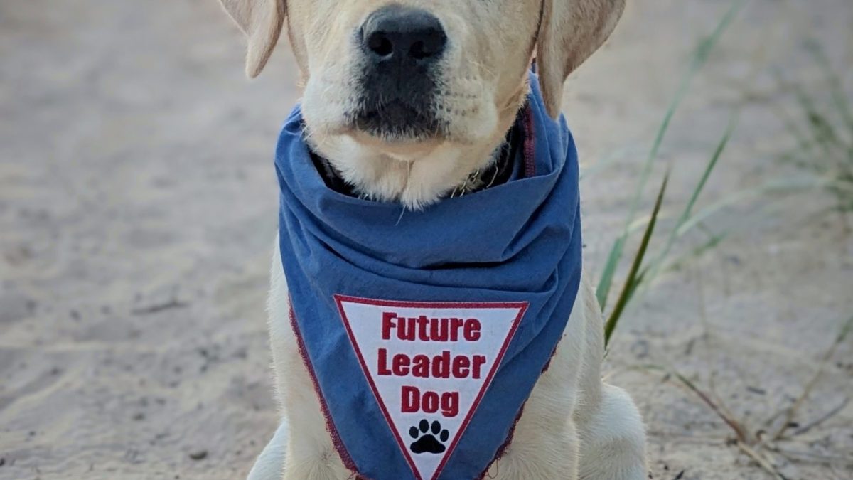 A New Purpose, A Loyal Companion: Retirees Invited to Raise Future Leader Dogs