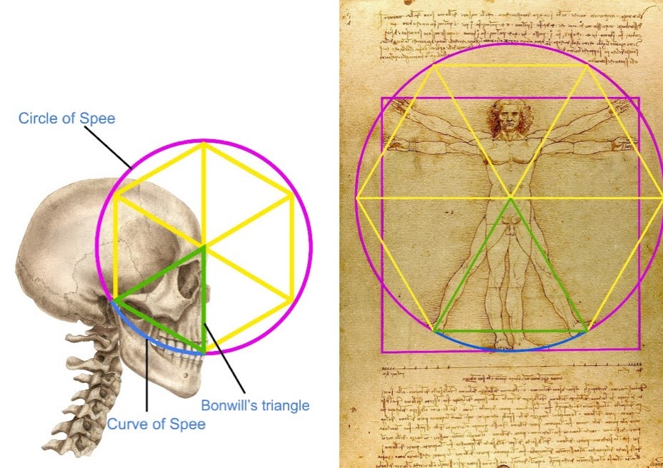 Da Vinci’s Vitruvian Man Encodes the Blueprint of Human Evolution, Says London Dentist