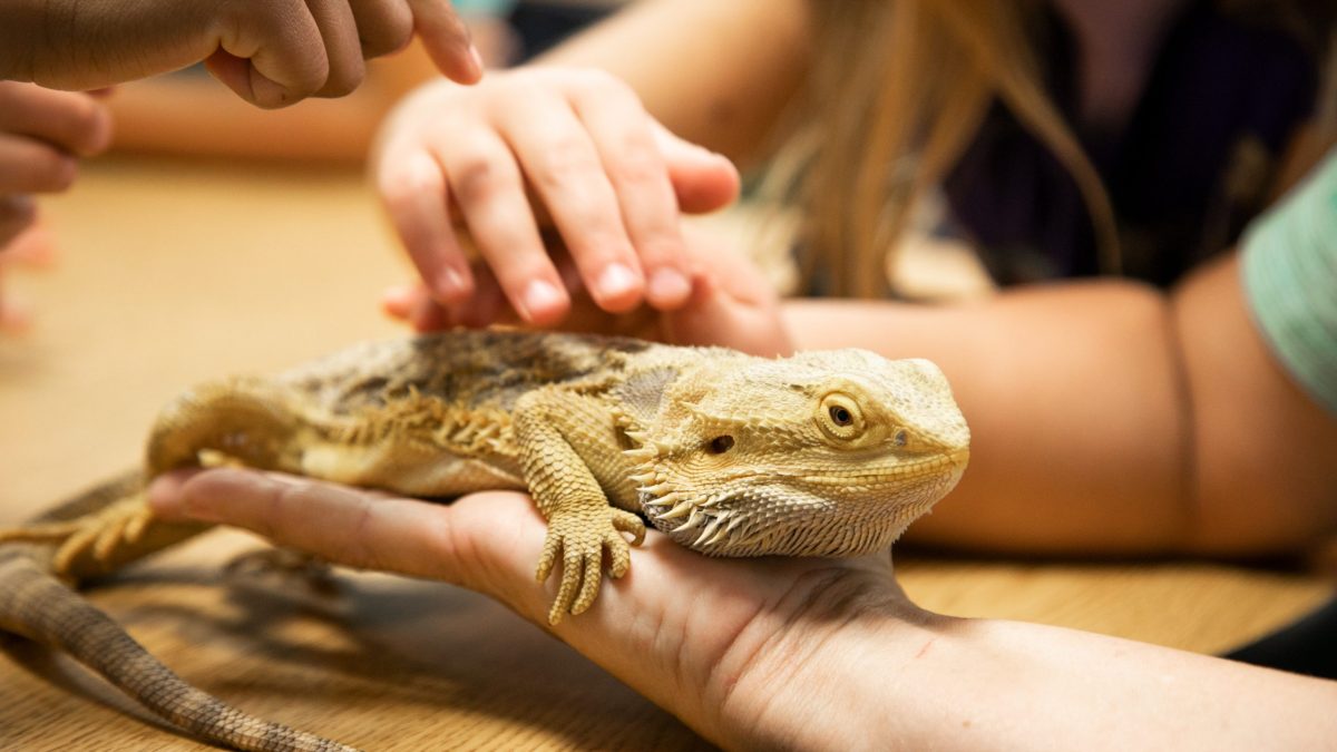 Funding for Classroom Pets Available to Teachers
